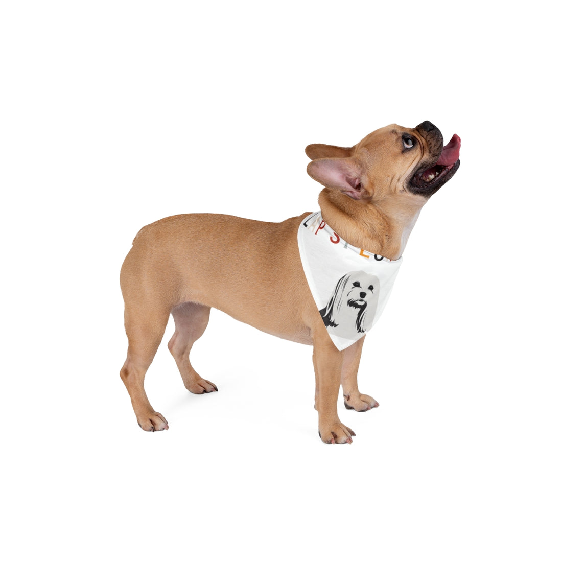 20" × 10" — Lifestyle | Maltese Lap Specialist Bandana