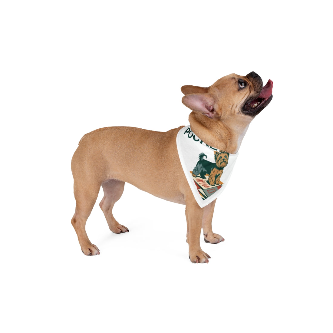 20" × 10" — Lifestyle | Yorkshire Terrier Pocket Boss Bandana